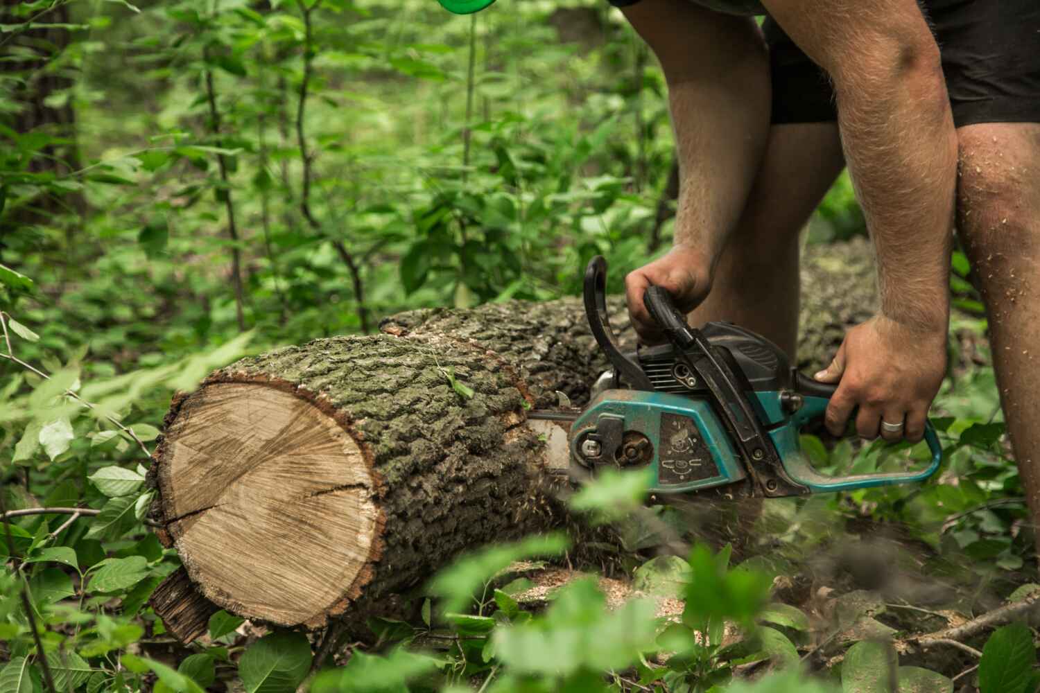 Best Professional Tree Care  in St Hedwig, TX